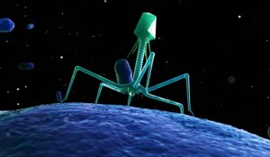 Los bacteriófagos podrían ser los aliados contra algunos patógenos 