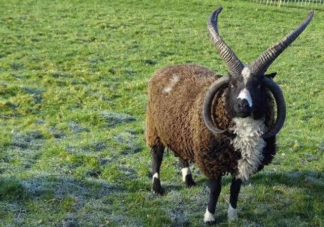 El Sumario - Científicos solucionan el misterio de las cabras y ovejas con cuatro cuernos