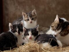 El Sumario - 20 de febrero: Día Internacional del Gato