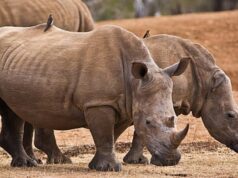 El Sumario - Caza furtiva de Rinocerontes Disminuyó un 33% en Sudáfrica durante el 2020