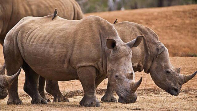 El Sumario - Caza furtiva de Rinocerontes Disminuyó un 33% en Sudáfrica durante el 2020