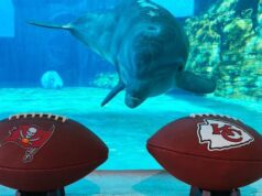 El Sumario - Delfín oráculo predijo quién ganará el Super Bowl