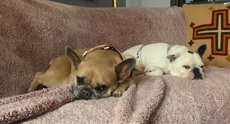 El Sumario - Sanos y salvos regresan los dos perros robados de Lady Gaga