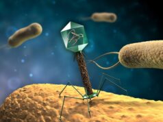 Los bacteriófagos podrían ser los aliados contra algunos patógenos