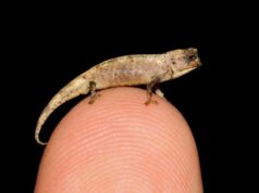 El Sumario -Descubren un nanocamaleón, un reptil diminuto de 13 milímetros y medio