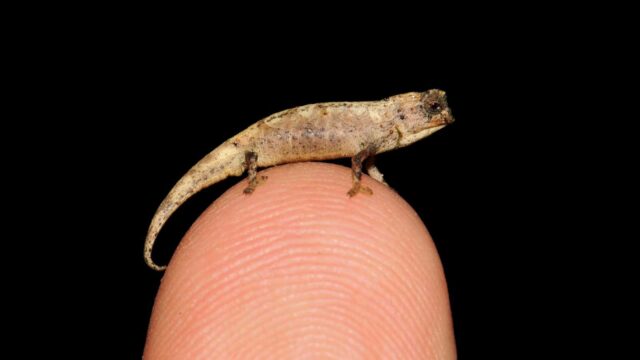 El Sumario -Descubren un nanocamaleón, un reptil diminuto de 13 milímetros y medio