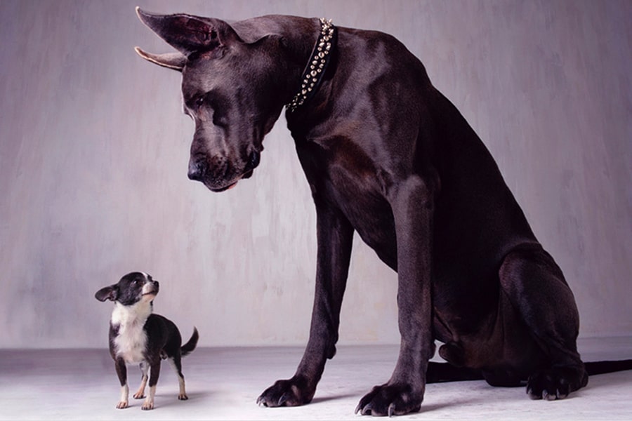 El Sumario - Mira la adorable amistad entre una gran danés y una chihuahua