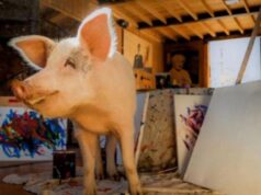 El Sumario - Pigcasso, el cerdo que pasa sus días pintando increíbles cuadros