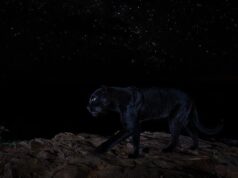 Así luce esta pantera negra bajo el cielo oscuro de África