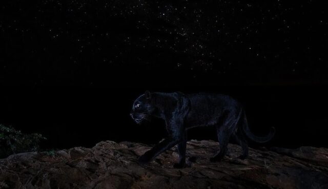 El Sumario - Así luce esta pantera negra bajo el cielo oscuro de África Así luce esta pantera negra bajo el cielo oscuro de África