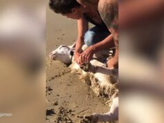 El Sumario - Así fu el rescate de una oveja atrapada en una playa de Australia