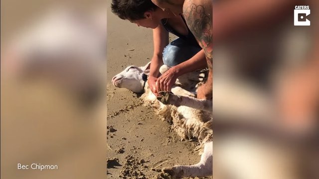 El Sumario - Así fu el rescate de una oveja atrapada en una playa de Australia