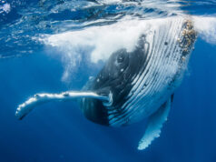 El Sumario - Fotógrafo capta a juguetona ballena realizando acrobáticos movimientos