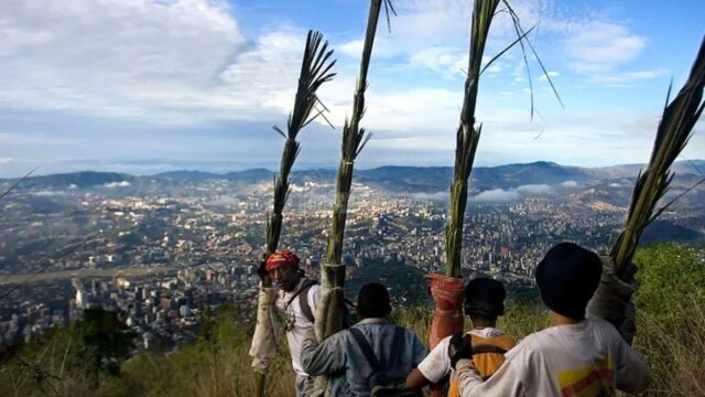 Palmeros de Chacao cumplirán con la tradición para el Domingo de Ramos