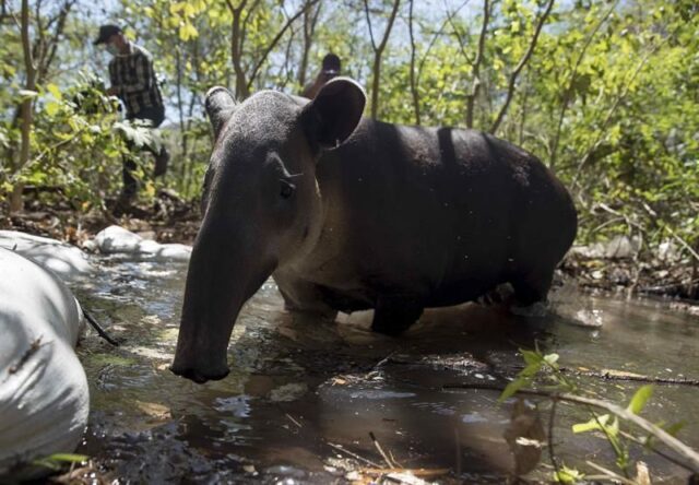 El Sumario - Zoológico Nacional de Nicaragua regresó a su hábitat a una pareja de tapires