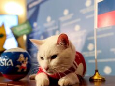 El Sumario - El gato oráculo del Mundial 2018 predecirá partidos de la Eurocopa