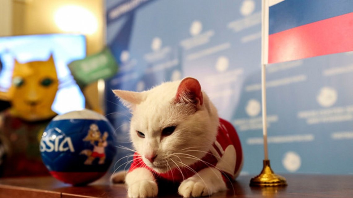 El Sumario - El gato oráculo del Mundial 2018 predecirá partidos de la Eurocopa