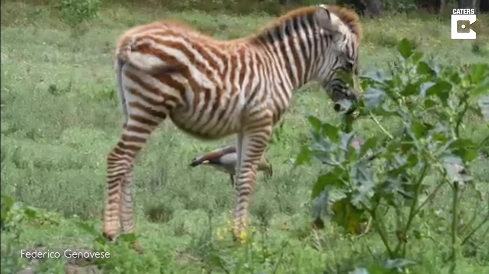 Un fotógrafo retrató a una insólita cebra dorada en Kenia