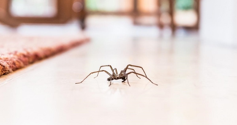 El Sumario - Conoce qué puede ocurrir si se inunda el jardín de una casa en Australia