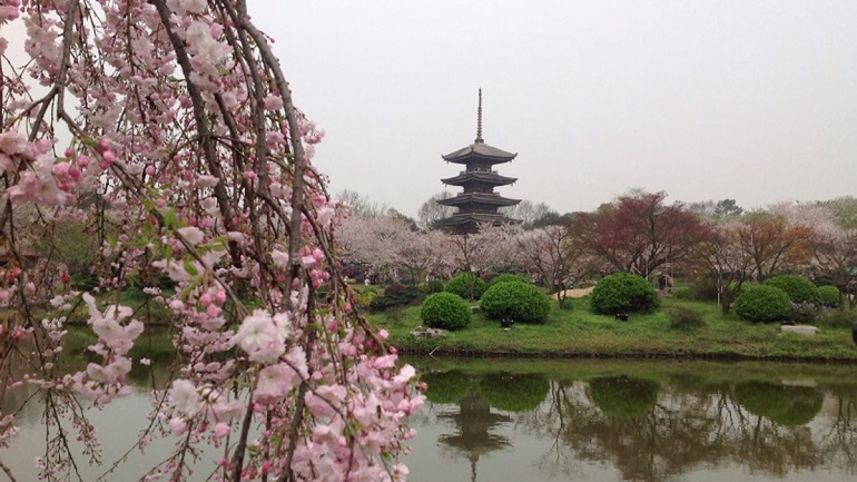 El Sumario - Recuperan el festival de los cerezos en flor en Wuhan