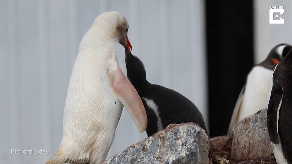 El Sumario - Fotógrafo captura en imágenes a un extraño pingüino blanco en la Antártida