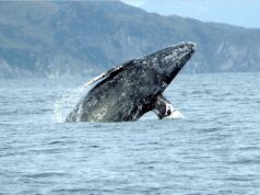 El Sumario - Tripulantes de una embarcación quedan encantados al ver a una joven ballena gris