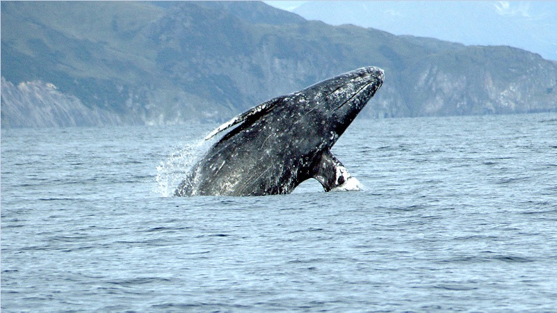 El Sumario - Tripulantes de una embarcación quedan encantados al ver a una joven ballena gris