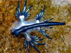 El Sumario - Éste es el “Dragón azul”, una extraña criatura marina