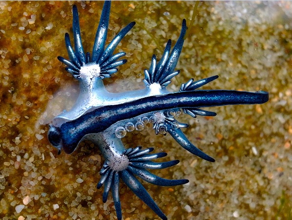 El Sumario - Éste es el “Dragón azul”, una extraña criatura marina