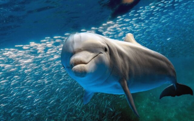 El Sumario - ¿Pueden guardar rencor los delfines?