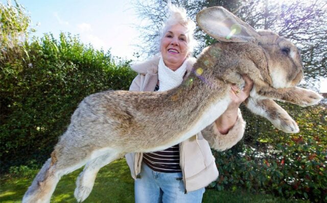 El Sumario - Roban en Inglaterra al conejo más grande del mundo