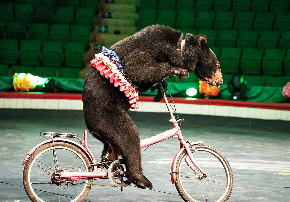 El Sumario - Colocan en libertad a cuatro osos de circo en Vietnam