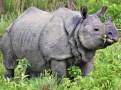 ﻿ Población de rinocerontes en Nepal aumentó debido al Covid-19