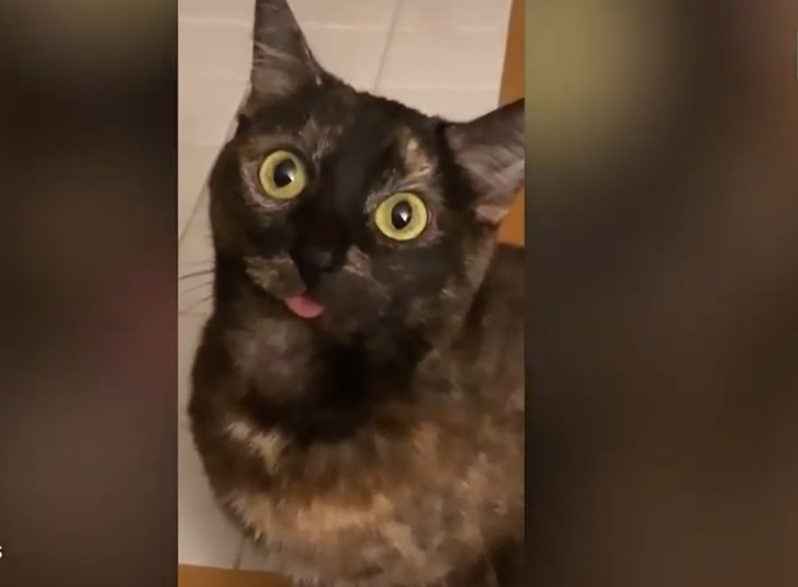 El Sumario - Conoce a Gremlin, una gata mayor que siempre tiene la lengua fuera