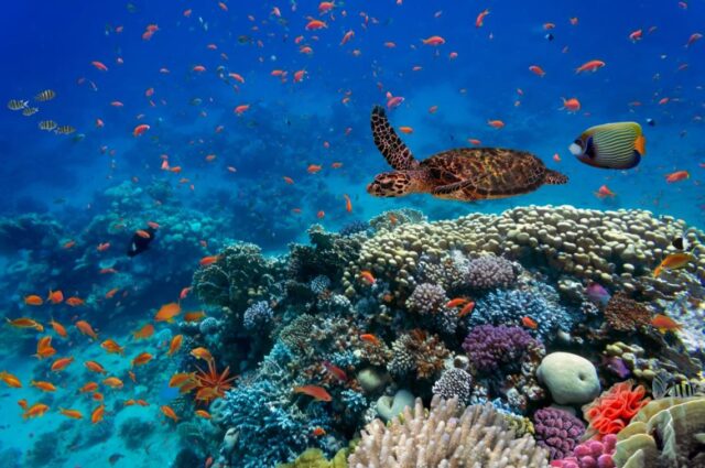 El Sumario - Científicos aprovechan la pandemia para hacer un mapa del sonido de los mares