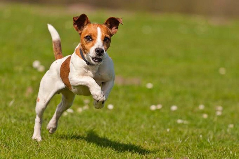 El Sumario - Mira cómo este perrito encuentra una forma de salir de paseo tempranoncuentra una forma de salir de paseo temprano