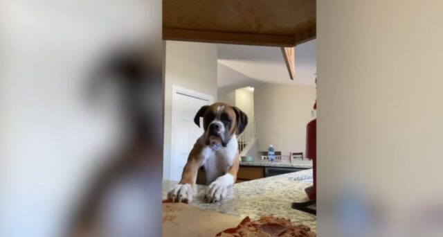 El Sumario - Randy, el perro que se hace viral por tratar de robar una pizza