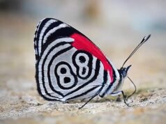 El Sumario - ¿Qué significa el número 88 dibujado en las alas de esta mariposa?