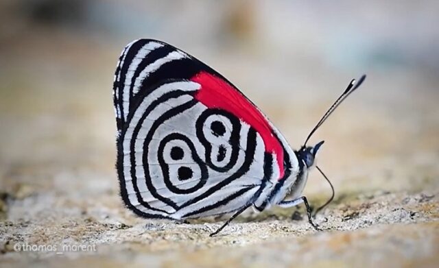 El Sumario - ¿Qué significa el número 88 dibujado en las alas de esta mariposa?
