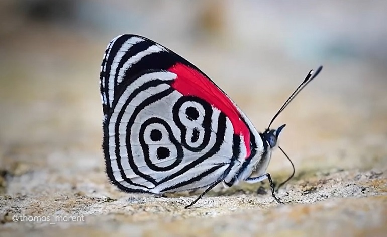 El Sumario - ¿Qué significa el número 88 dibujado en las alas de esta mariposa?