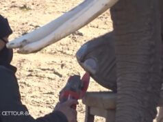Mira cómo dos elefantas africanas se someten a una sesión de pedicura