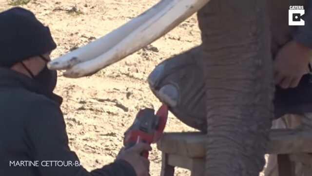 Mira cómo dos elefantas africanas se someten a una sesión de pedicura