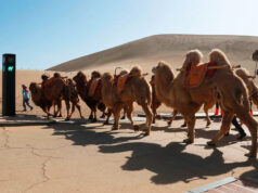 China creó su primer semáforo para los camellos