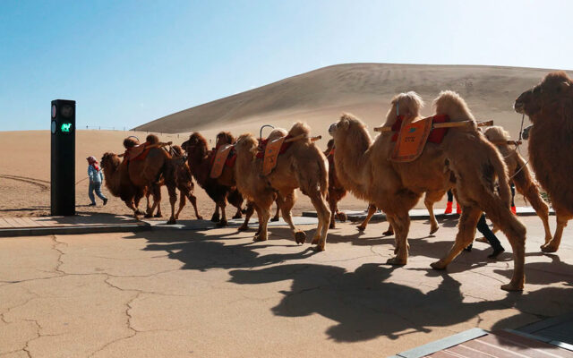 China creó su primer semáforo para los camellos China creó su primer semáforo para los camellos
