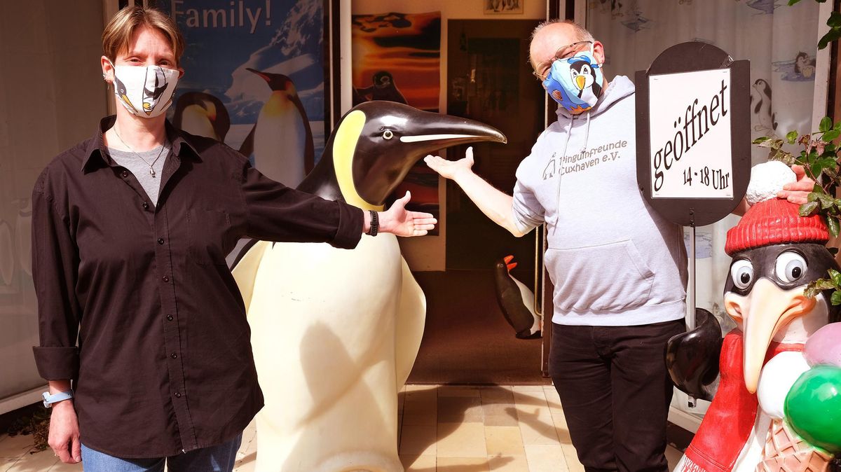 El Sumario - Coleccionistas de pingüinos buscan quinto récord mundial