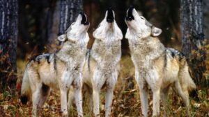 ¿Por qué aúllan los lobos?