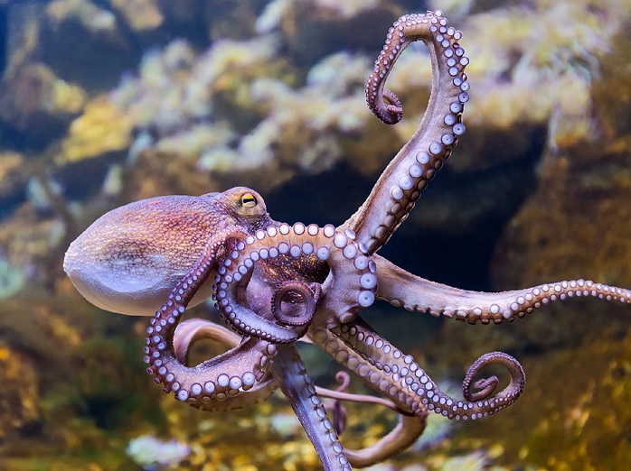 El Sumario - ¡Mira el momento en que un pulpo se queda adherido a una cámara!