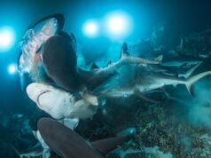 El Sumario - Mira las increíbles imágenes de un grupo de tiburones cazando en un arrecife