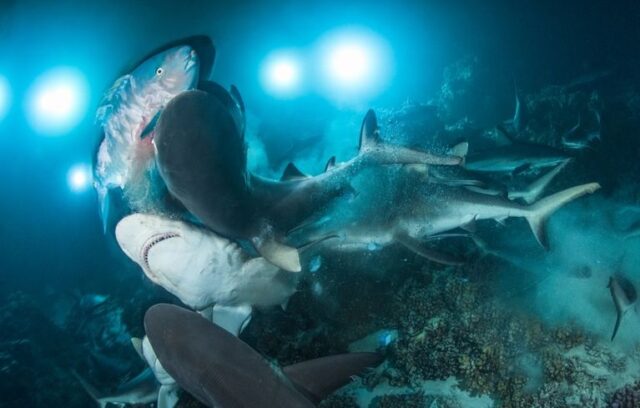 El Sumario - Mira las increíbles imágenes de un grupo de tiburones cazando en un arrecife