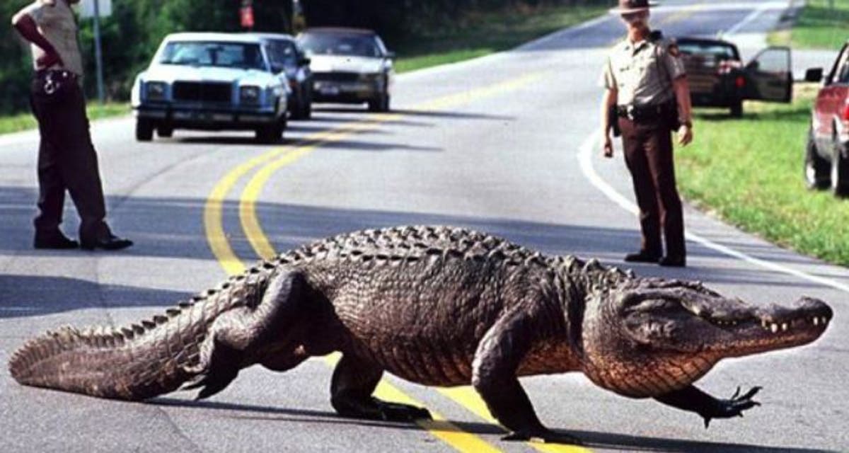 El Sumario - ¡Con gran tranquilidad!: Caimán se pasea por una calle muy transitada de Florida